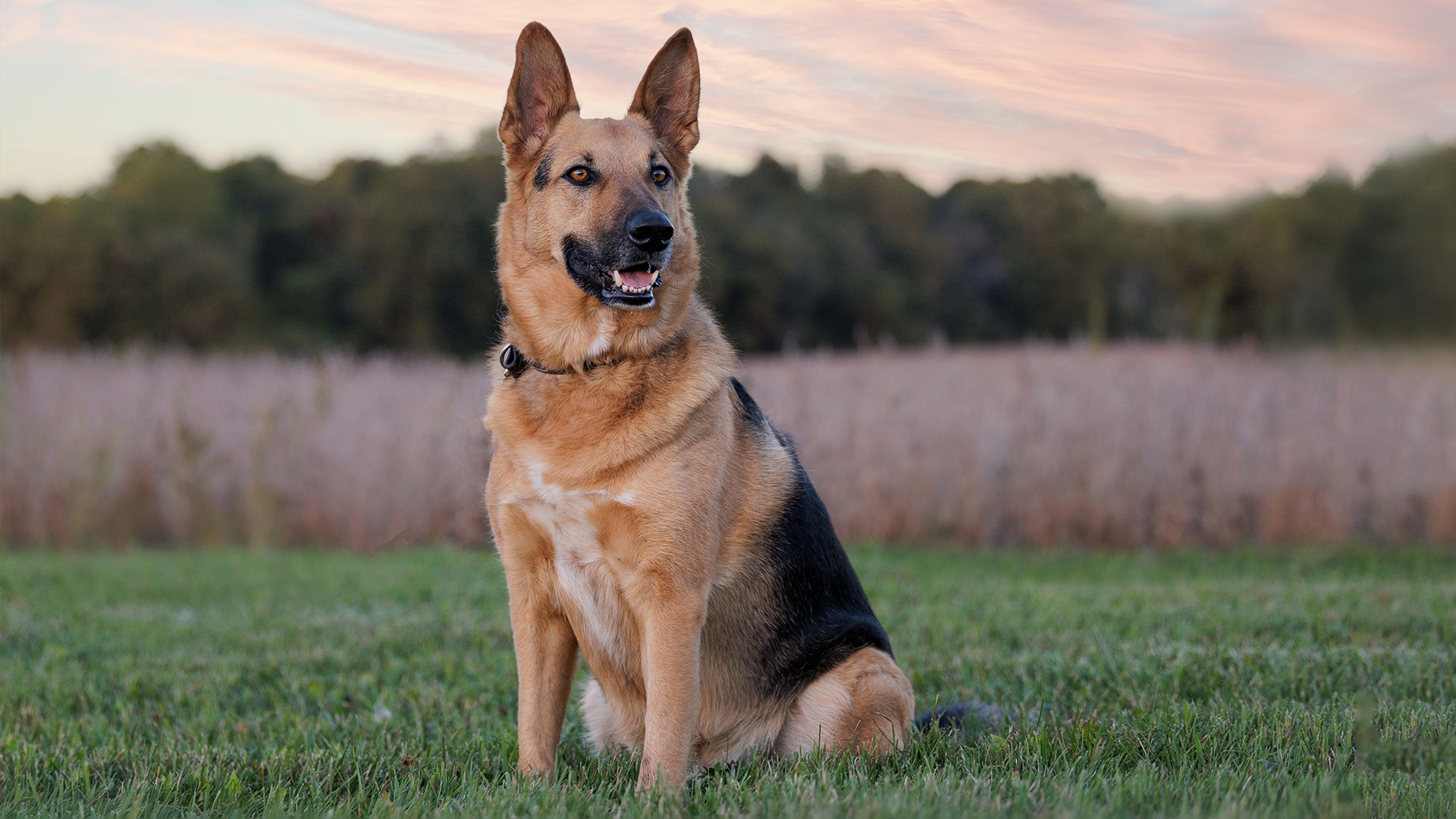 German Shepherd sitting in field
