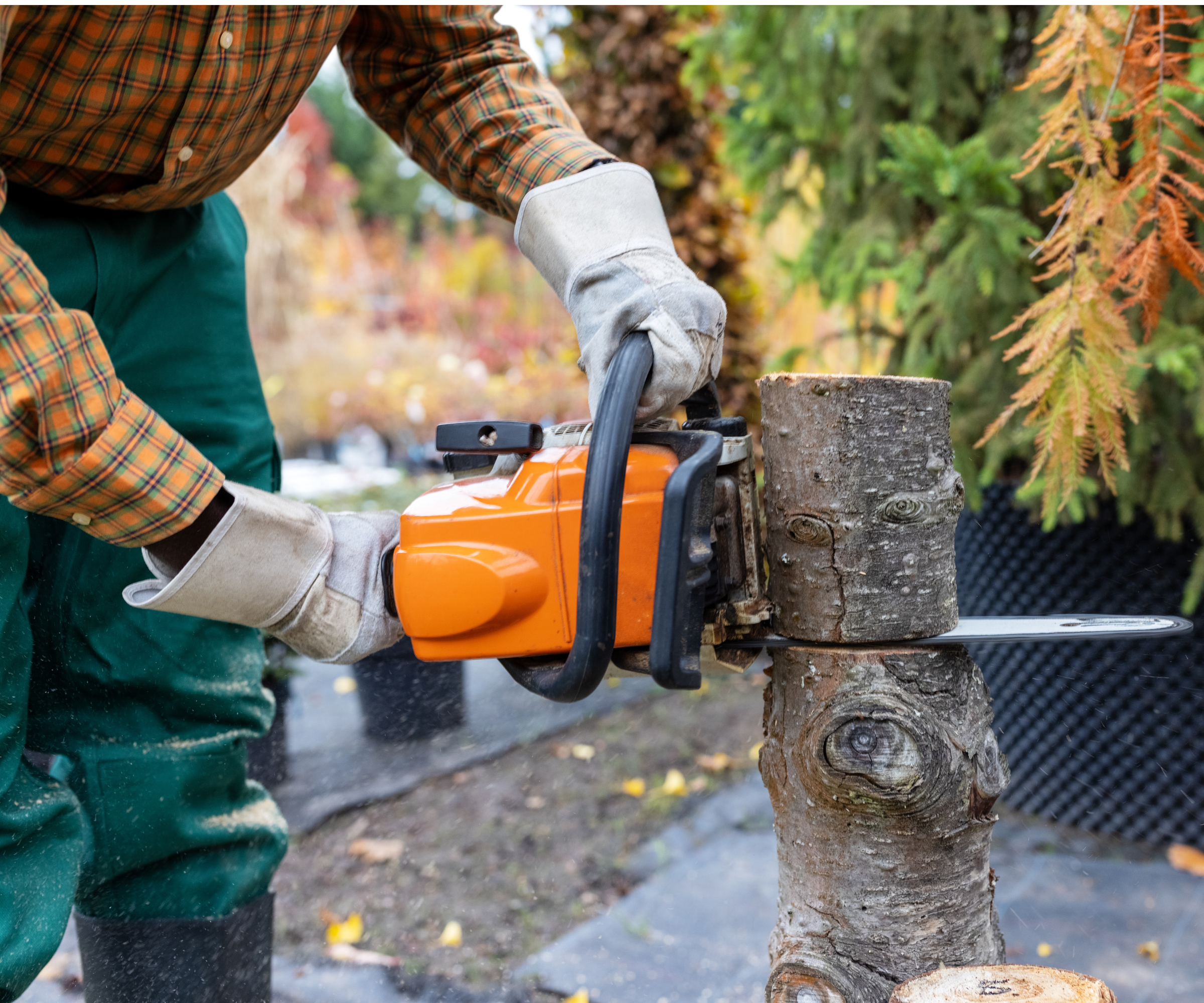 Person cutting down a tree stump with an orange chainsaw
