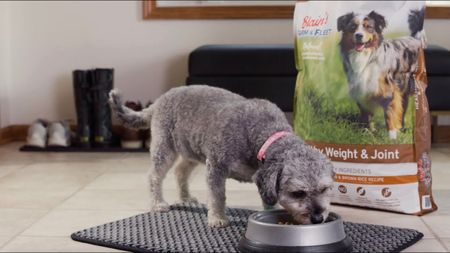 A dog eating dog food from a bowl