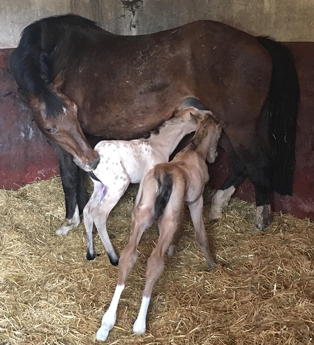 foals in stable2