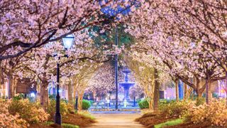 Cherry blossom trees illuminated at night in Macon, Georgia