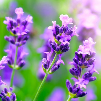 Close-up of violet lavender flowers