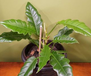 Jungle boogie philodendron