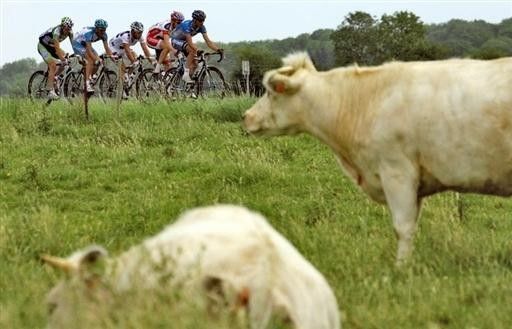 Cows watch the Tour with at least a passing interest