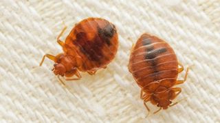 Two bed bugs on a mattress