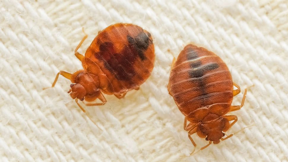 Where to find bed bugs in your home — check out these 9 places first ...