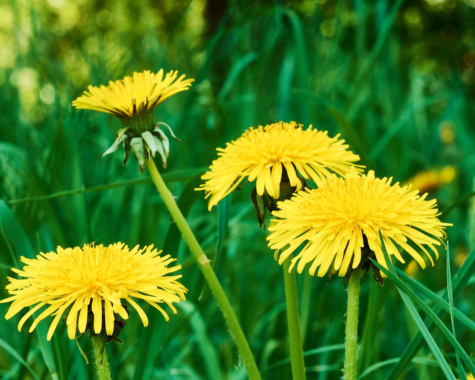 How to get rid of dandelions in a lawn weed control tips Gardeningetc