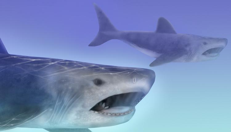 Idaho Was Once Swarming With Ancient Buzz Saw Faced Sharks Live Science