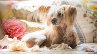 Chinese crested dog lying on couch