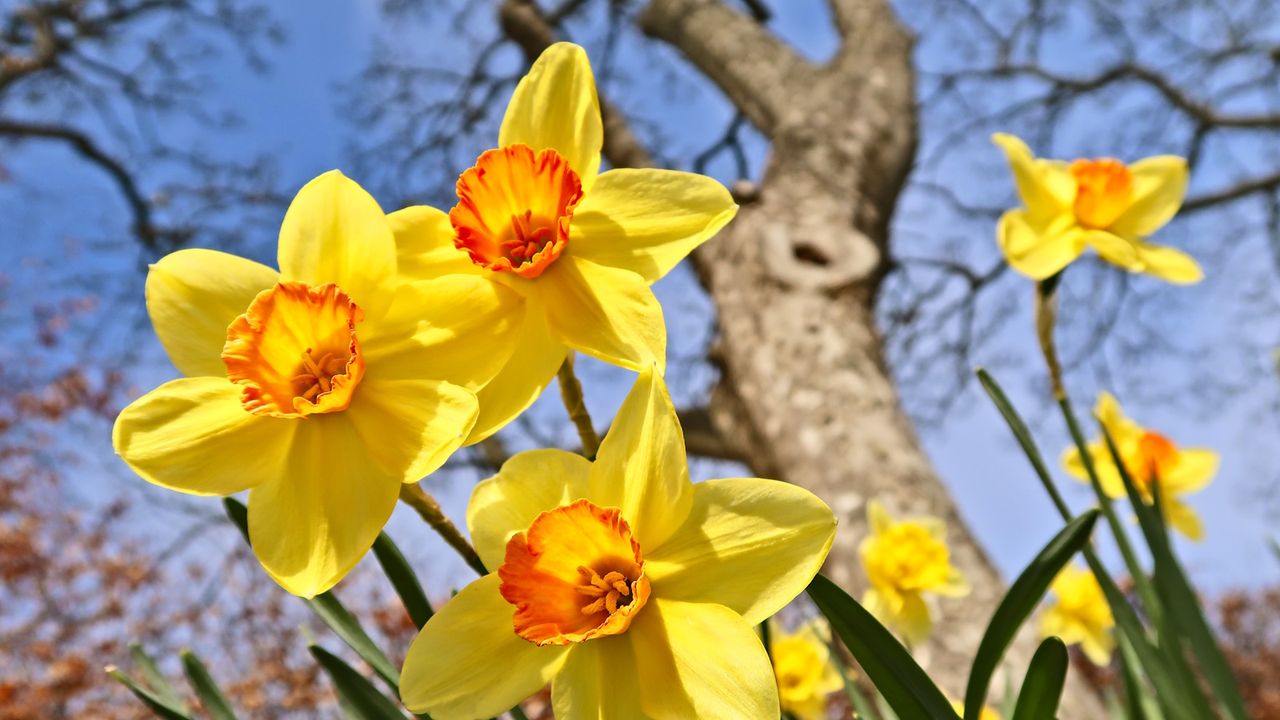 Daffodil blooms against a blue sky in sunshine