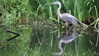 A heron on a lake 