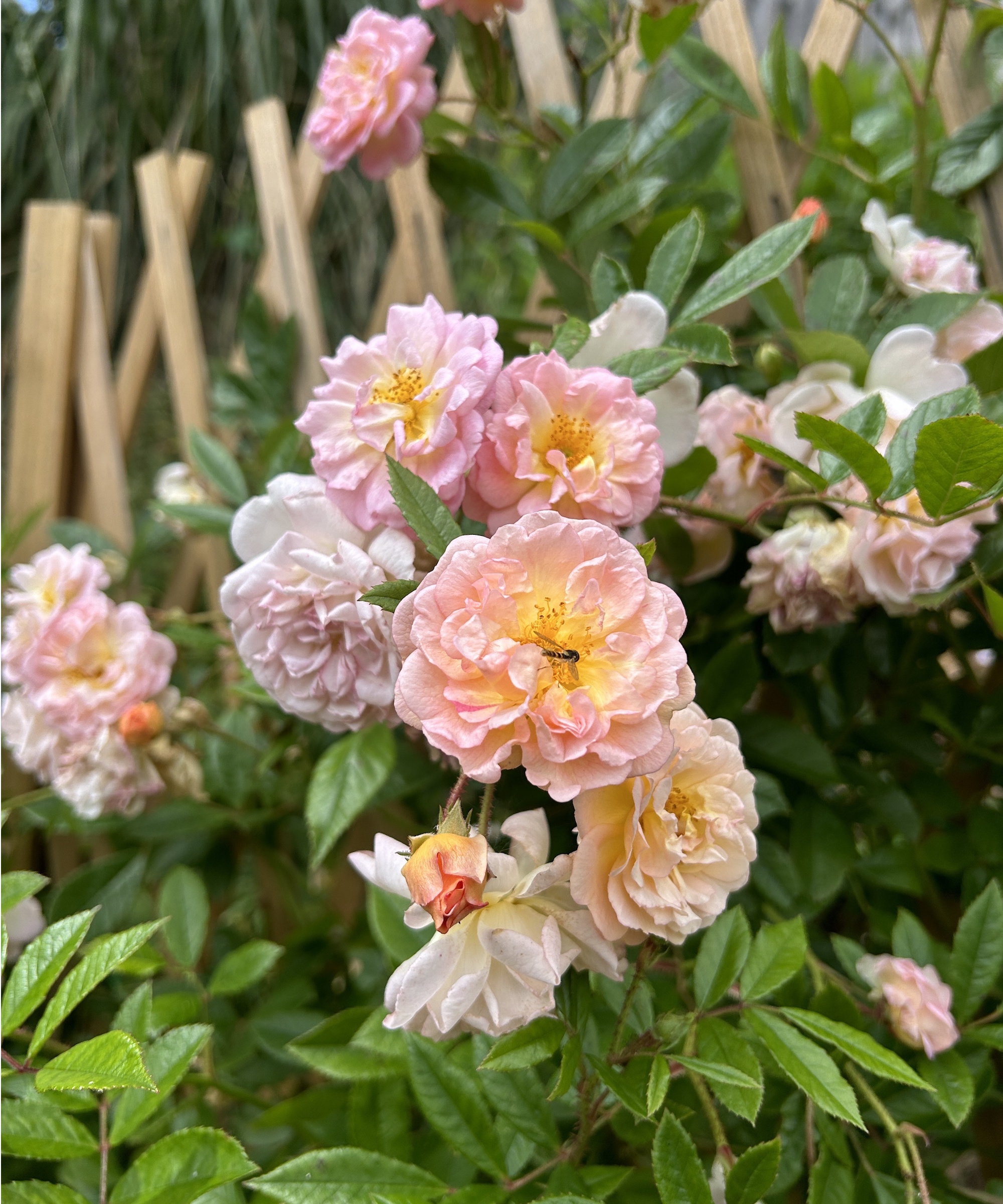 'Ghislaine de Feligonde' rose cluster