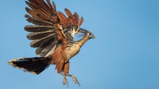 a hoatzin bird leaping in the air with blue sky background