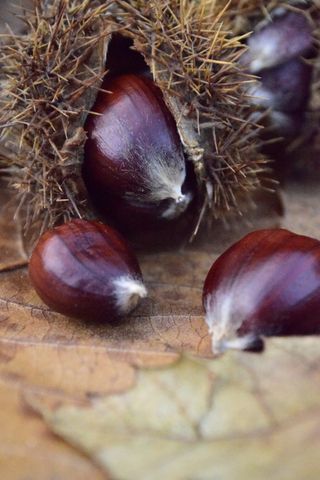 This shot was taken at ISO 25,600, but there's still lots of fine detail visible on these chestnuts, and noise is very well controlled even in the darker areas