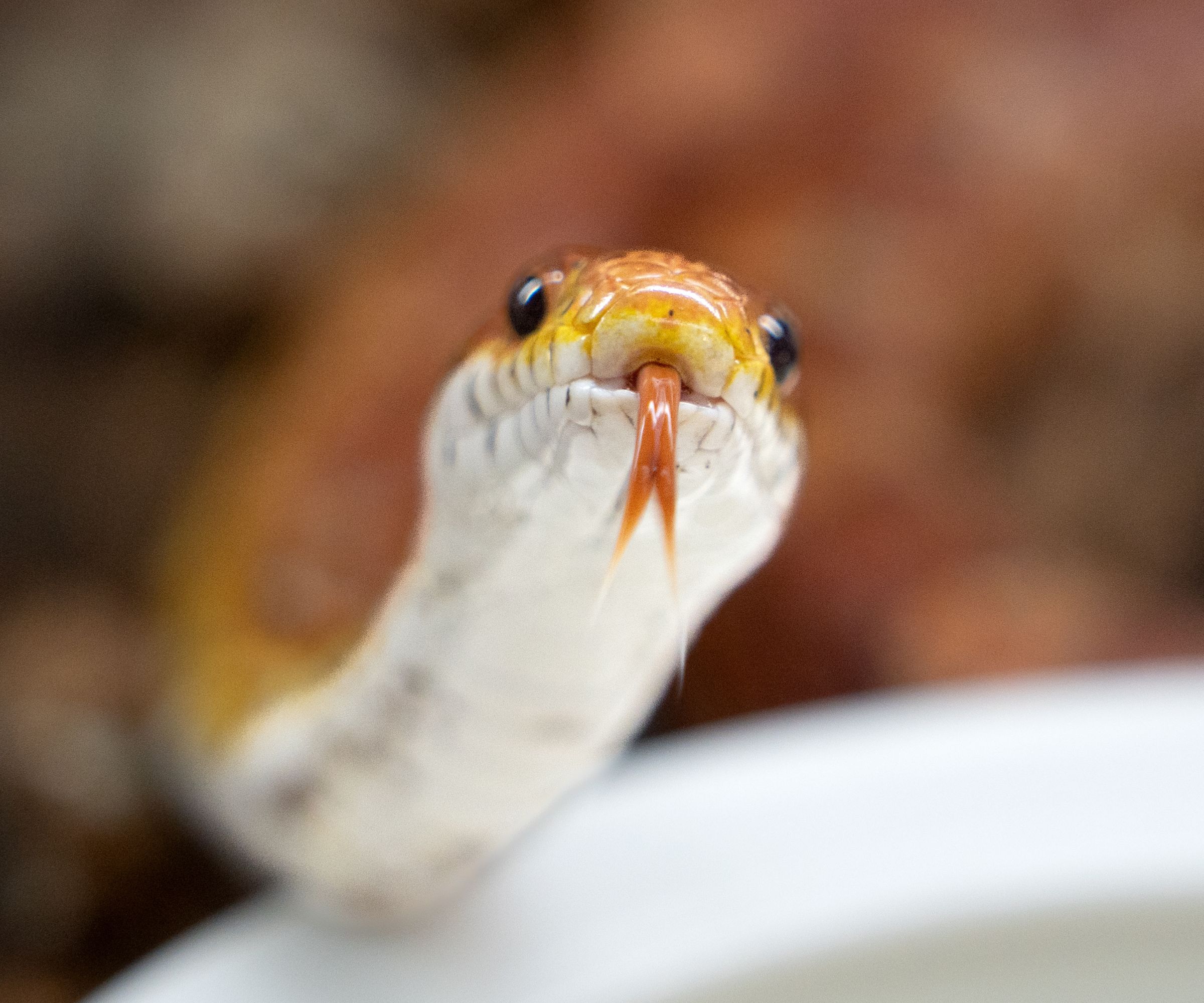 Portrait of a Corn Snake