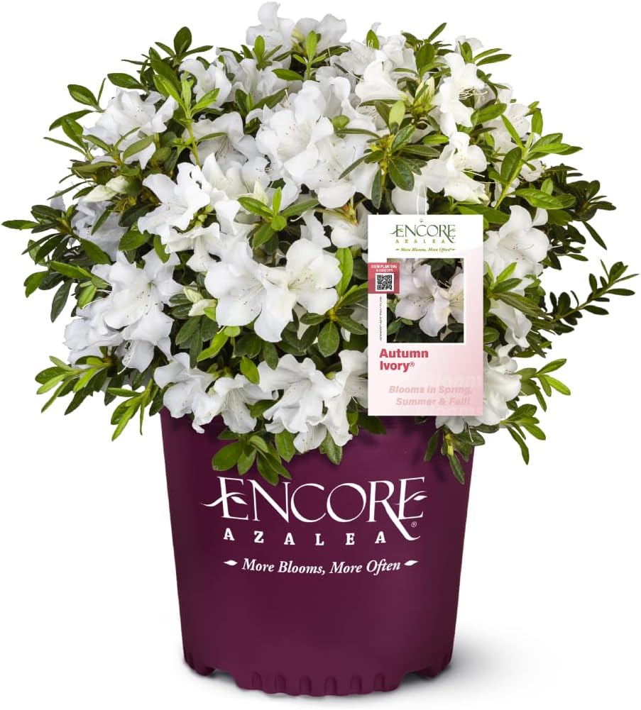 Azalea Encore&amp;reg; Autumn Ivory&amp;reg;, 3 Gallon