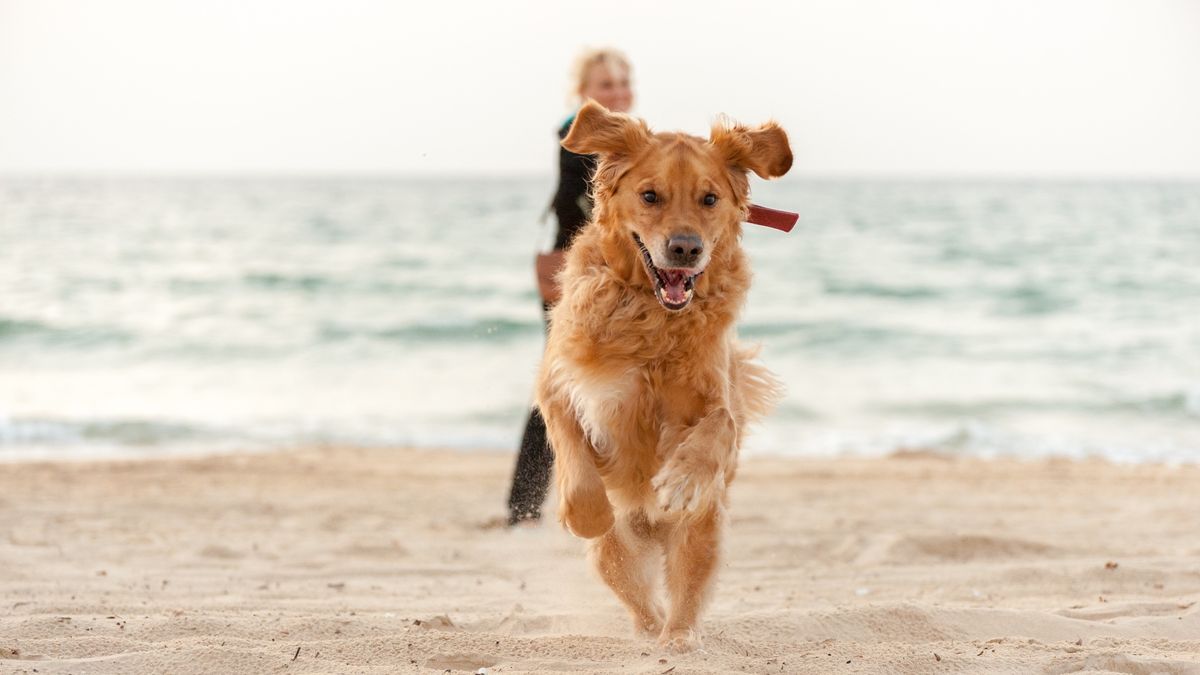 Dog running on the beach