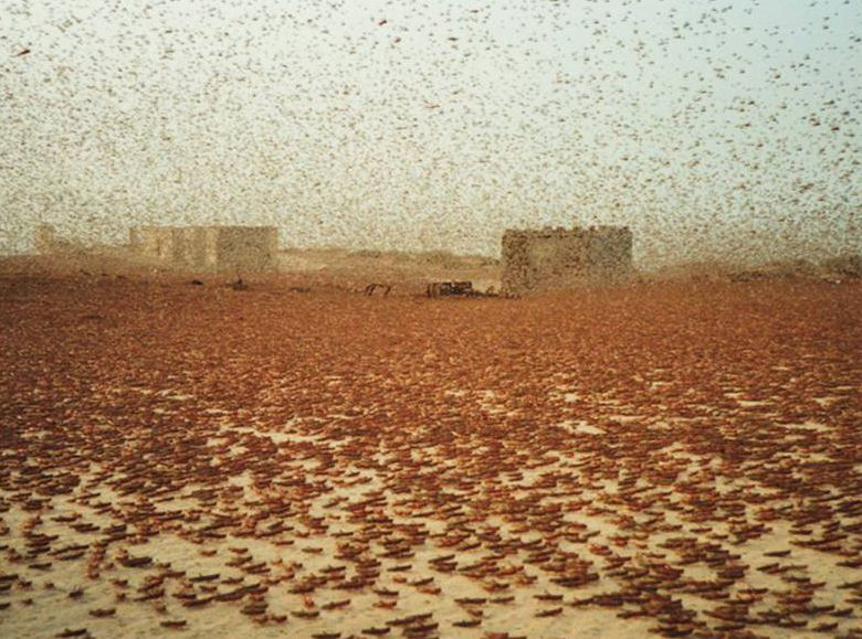 Swarms typically contain between 40 and 80 million locusts per square kilometer. This swarm passed through Nouakchott, the largest city in Mauritania.