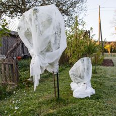 Horticultural fleece plant cover wrap on plants in garden