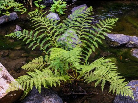 Lady Ferns In A Water Feature