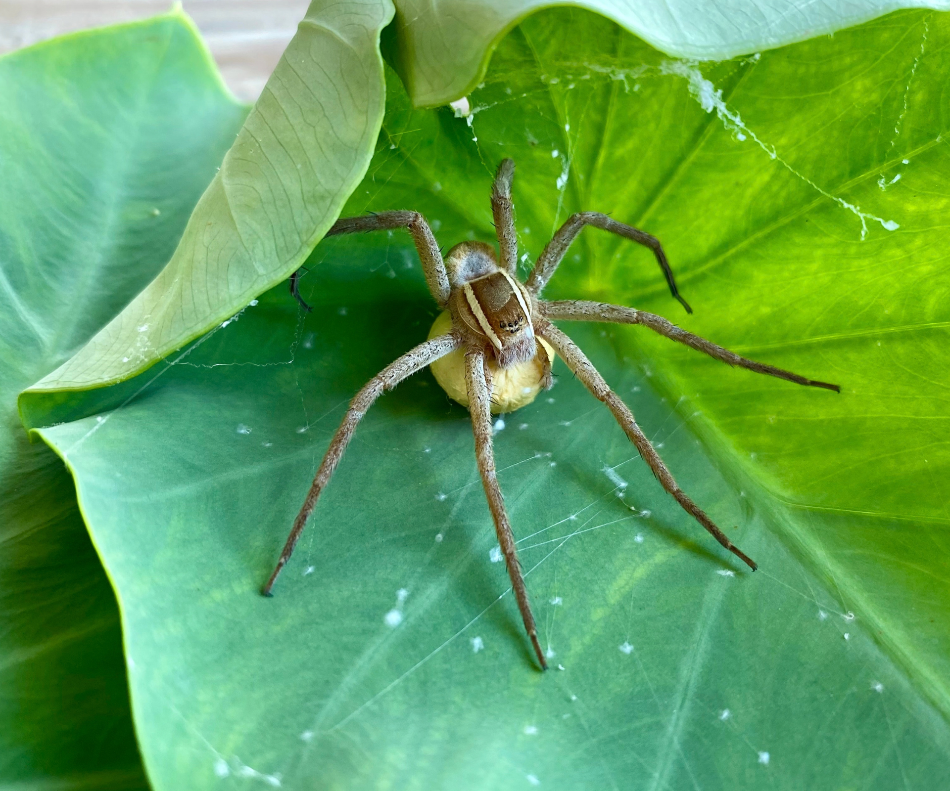Birth month spiders