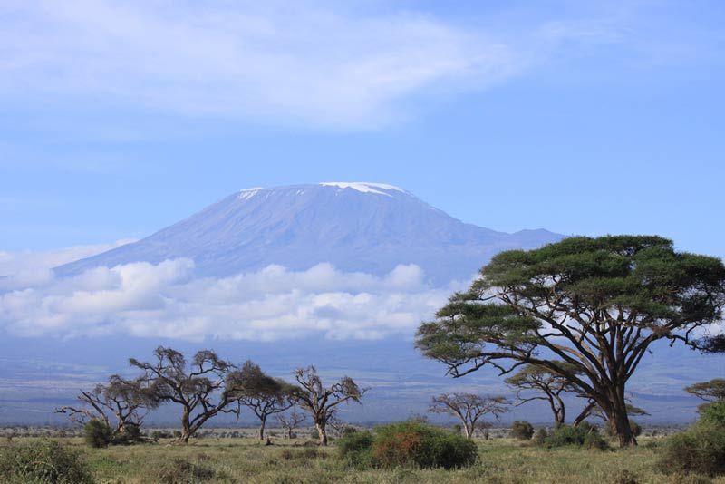 Snow topped Kilimanjaro framed by the open woodland of Amboseli 