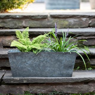 Galvanised window trough with ferns and wild purple flowers on stone steps from the RHS