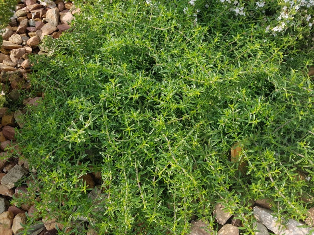 Creeping Savory Plants In The Garden