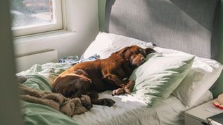 Why you should never let your pets in your bed in september - chocolate lab in bed