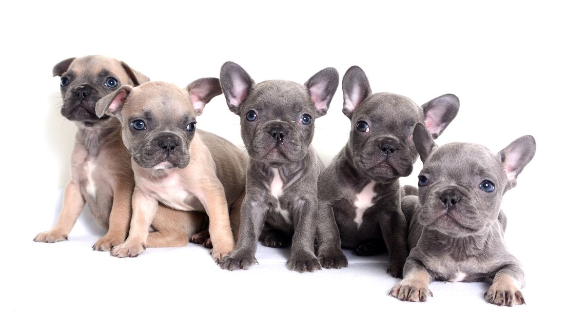 32 reasons to love French Bulldogs | PetsRadar