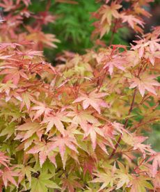 Acer palmatum 'Sango-kaku'