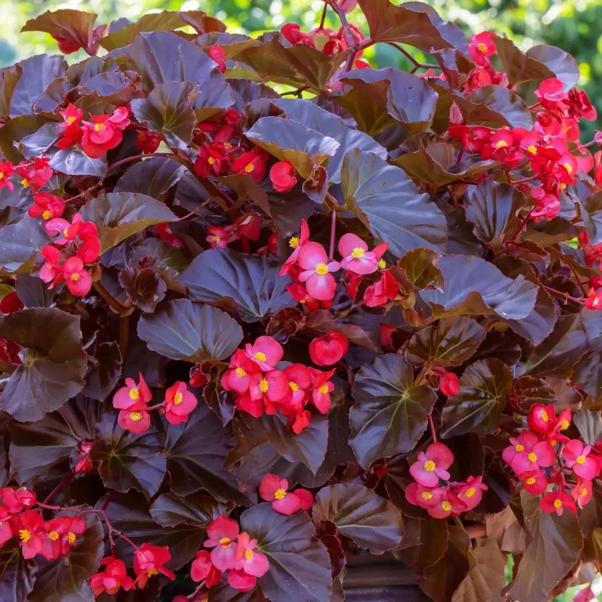 Red and chocolate begonias