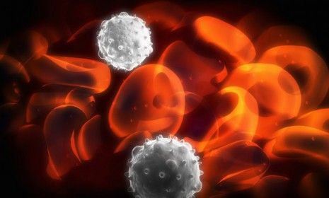 A mass of red blood cells and two white blood cells, or T cells: Scientists believe that tweaked T cells could potentially kill a range of cancers.