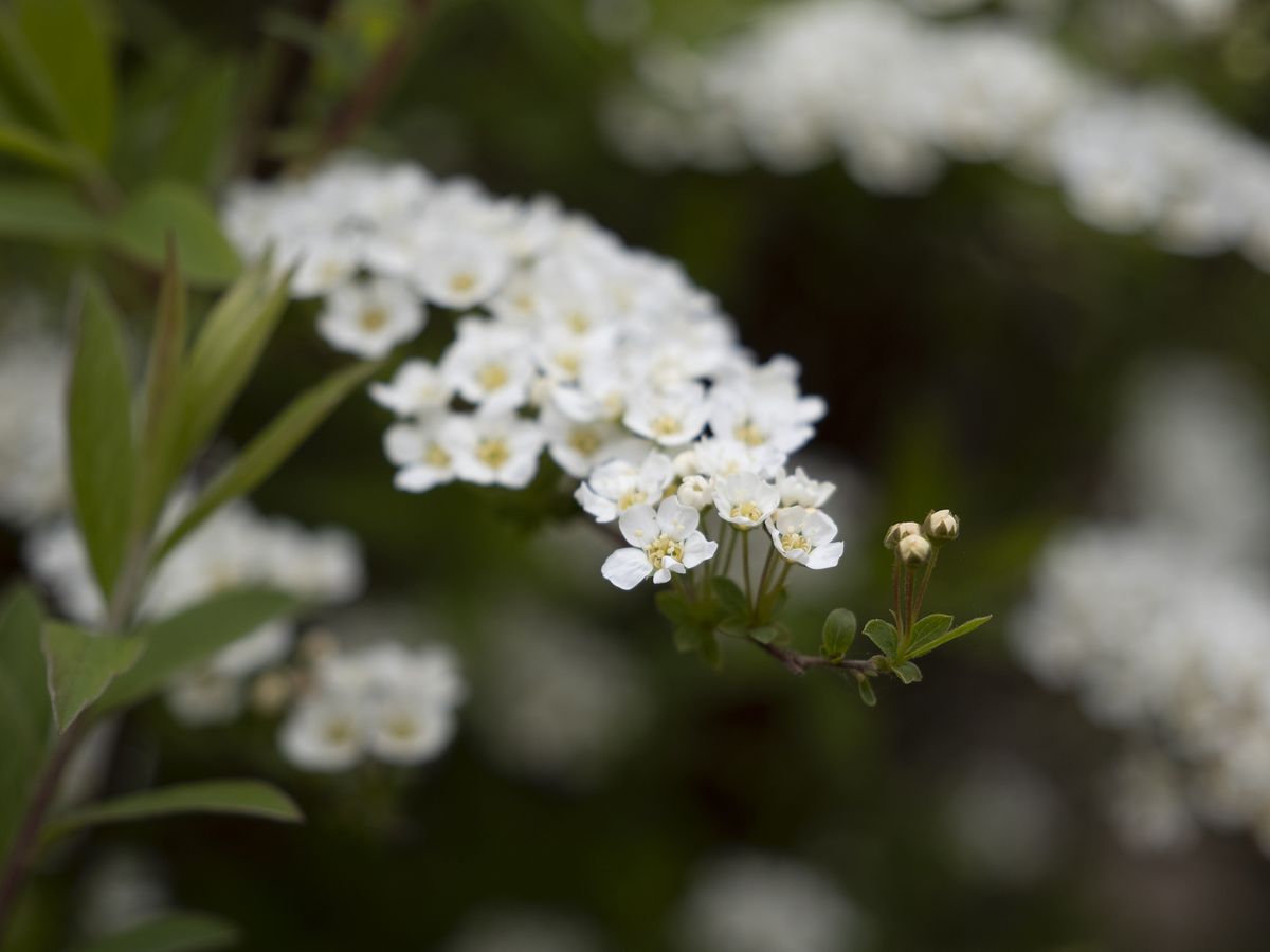 Olympus E-M1 Mark III