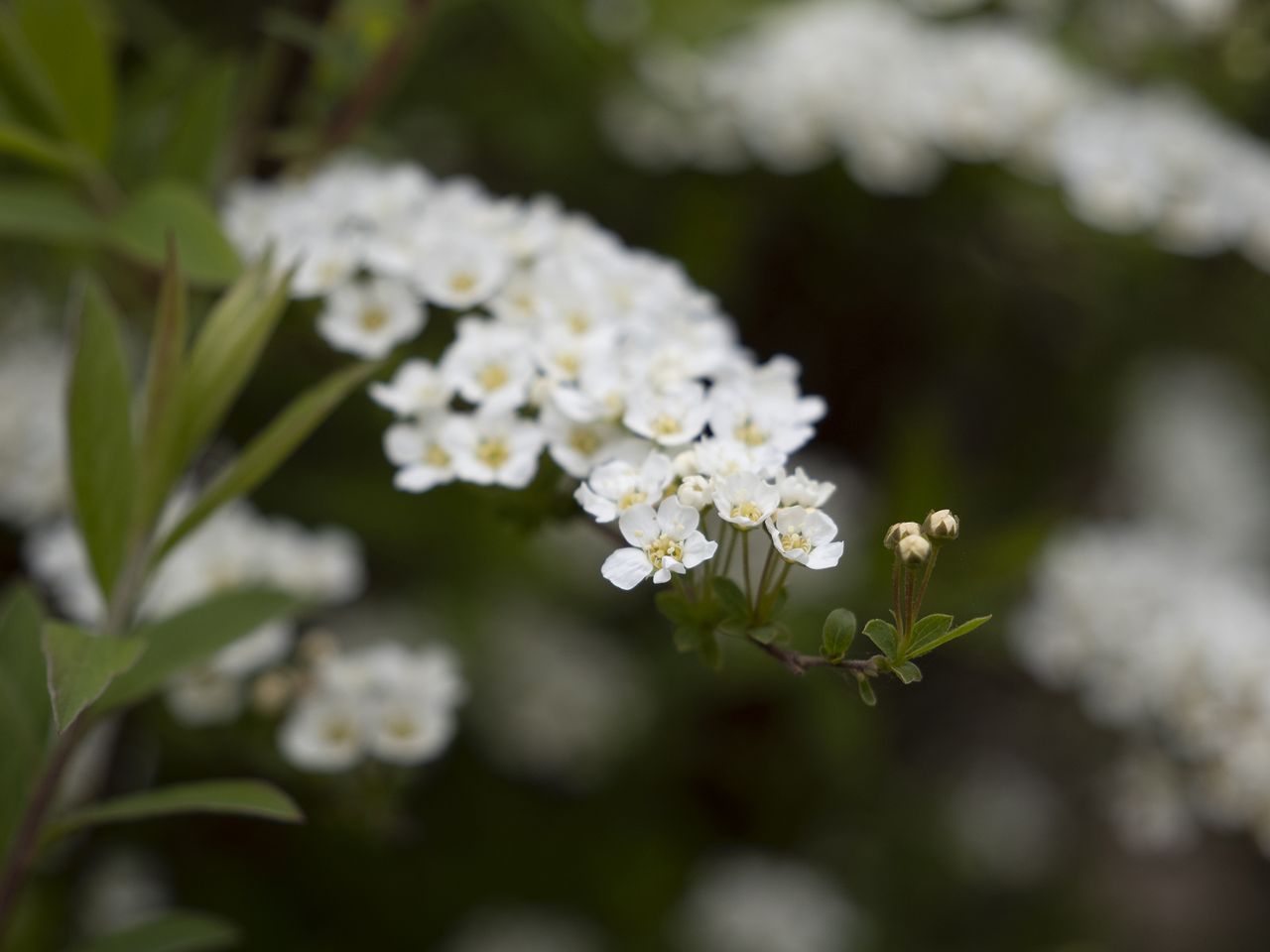 Olympus E-M1 Mark III
