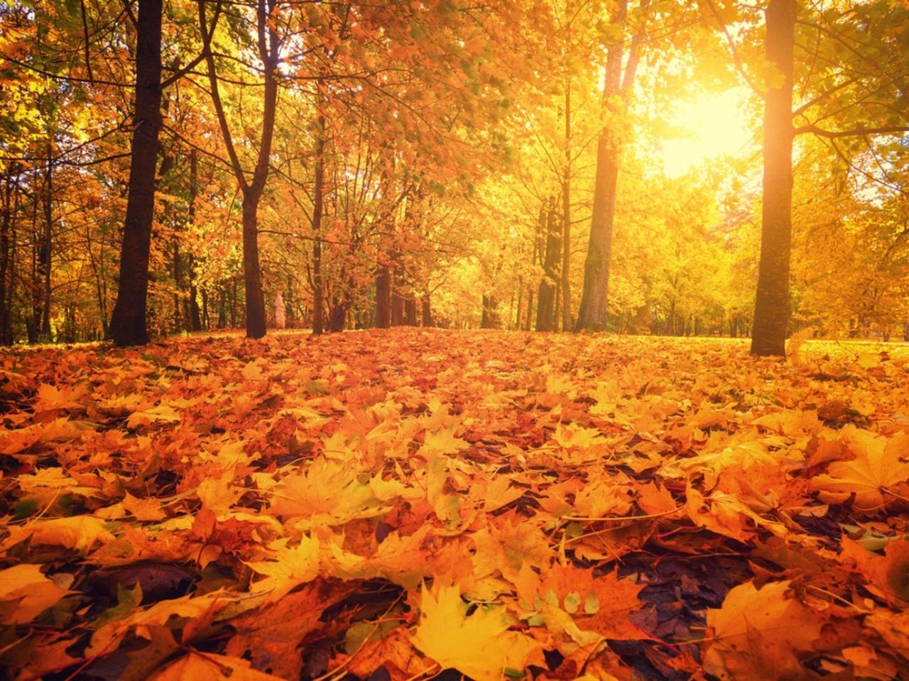 Sun Shining On Trees With Orange Leaves