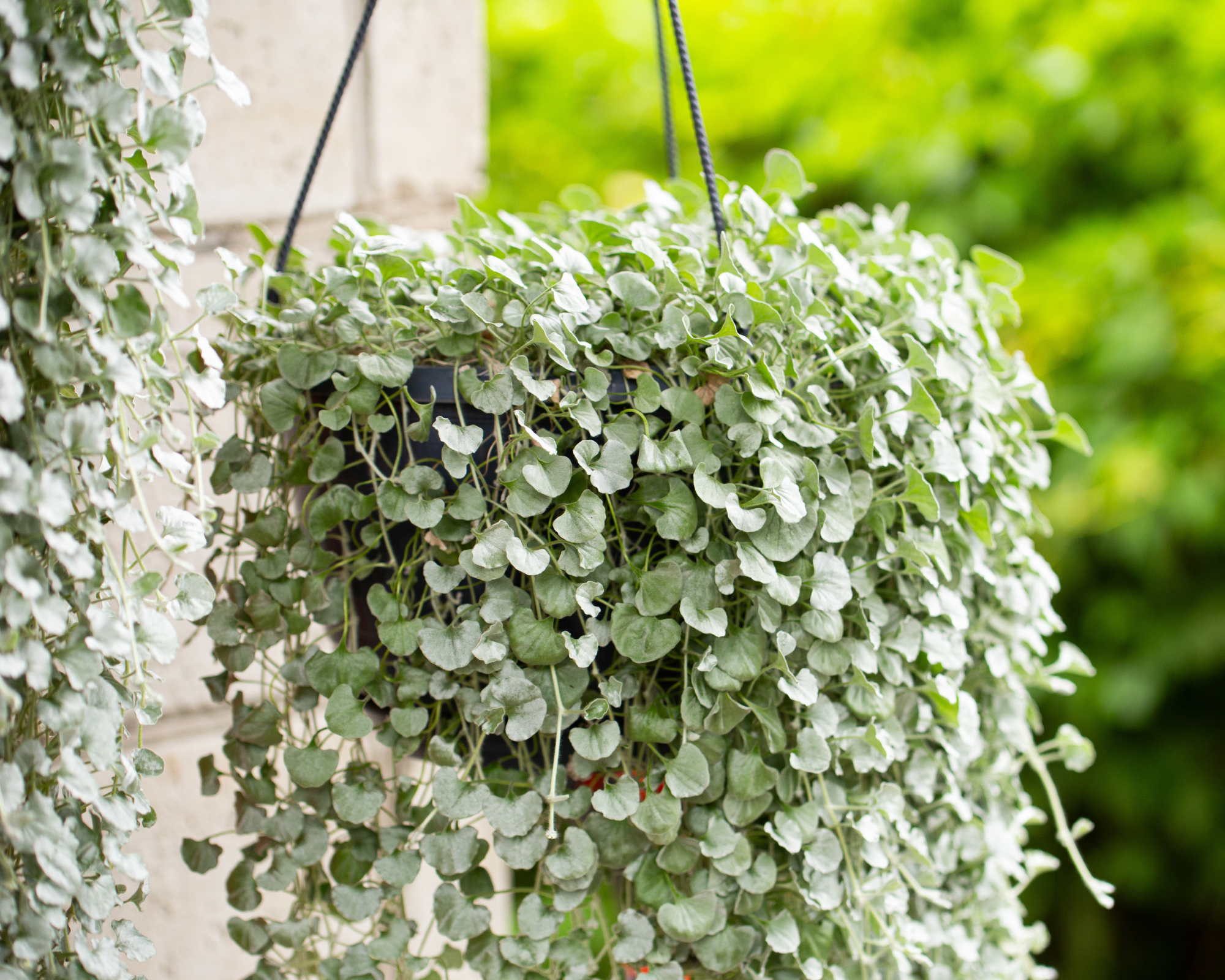 Dichondra Silver Falls growing in a hanging basket