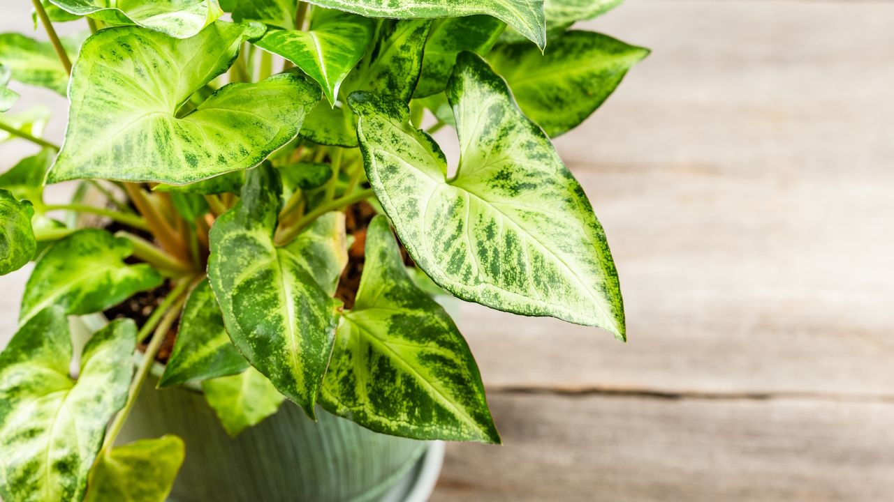 Close-up of arrowhead plant leaves on wooden table