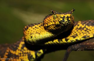 Atheris matildae Tanzania