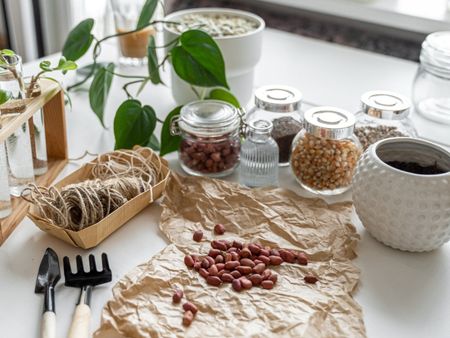 Peanuts laid out on brown paper, surrounded by jars of seeds, potting tools, and several plants being propagated in water