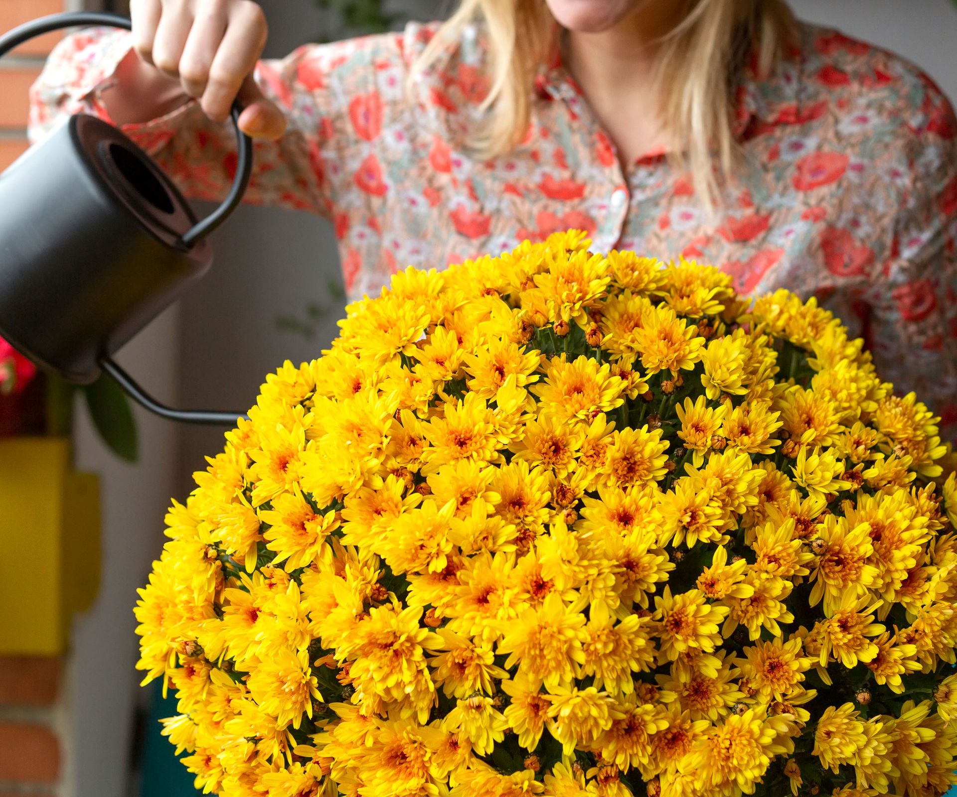 yellow chrysanthemums being watered with a metallic watering can