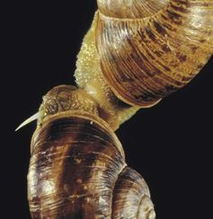 A brown garden snail (Cantareus aspersus) impales its mate with a "love dart".