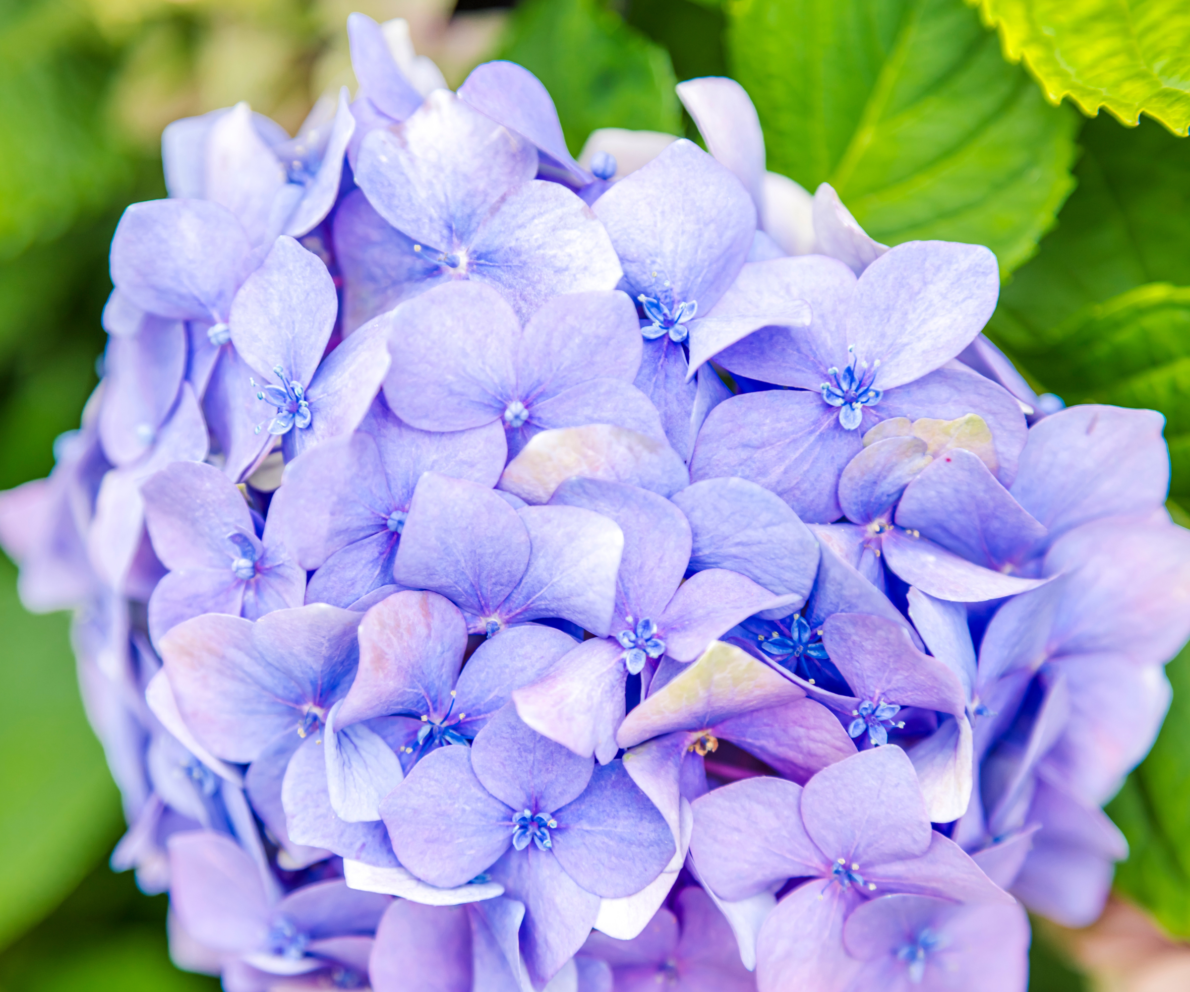 Purple hydrangea