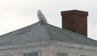 A snowy owl perched atop a pink house in Plum Island, Mass.