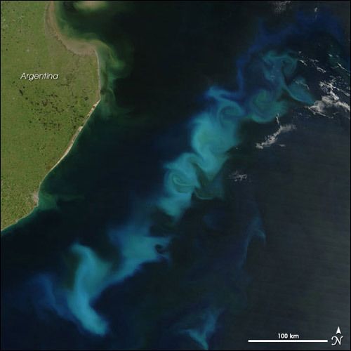 phytoplankton bloom in the sargasso sea