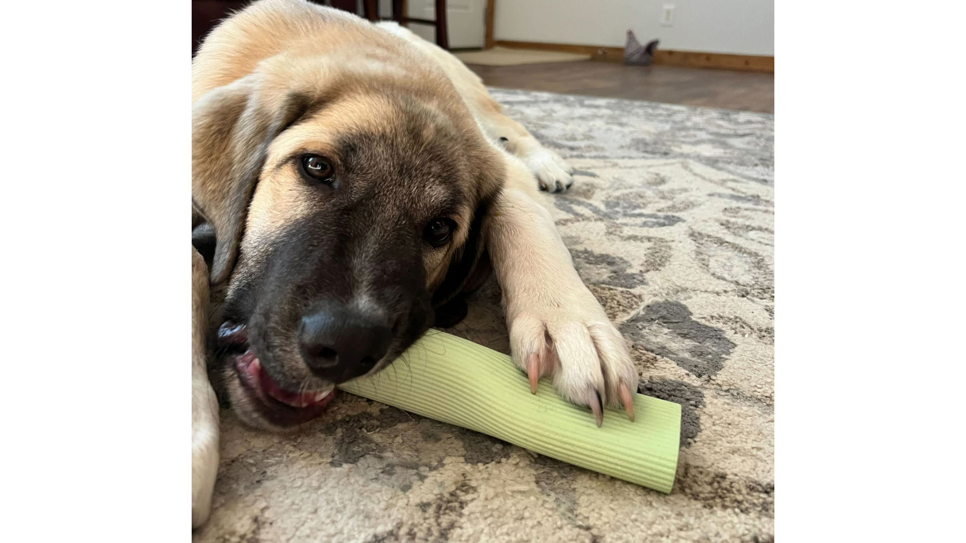 Derek's dog biting into the Earth Rated Natural Rubber Enrichment Toy, one of the best long lasting dog chews