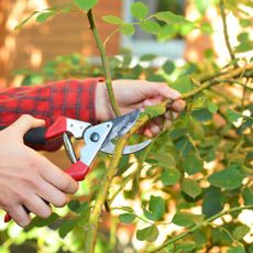 Gardener with red checked shirt prunes climbing rose