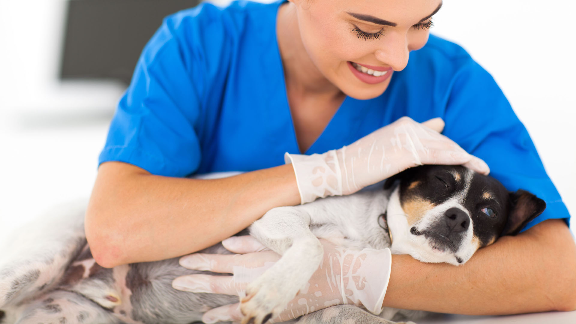 Female vet stroking dog