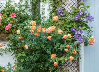 Cottage backyard ideas roses
