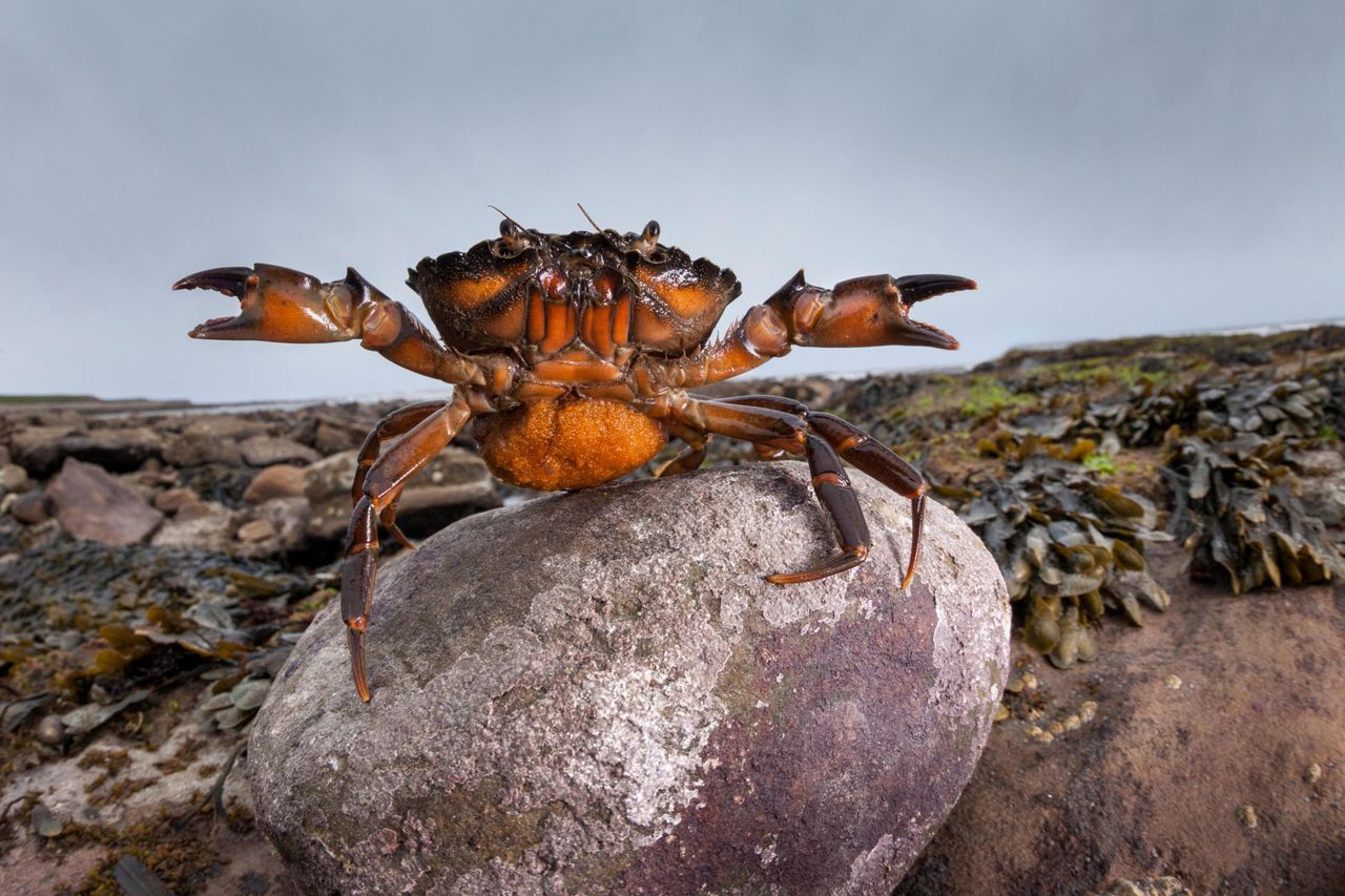 Claws for concern: a female shore crab (Carcinus maenas) carrying thousands of eggs raises her claws in defence.